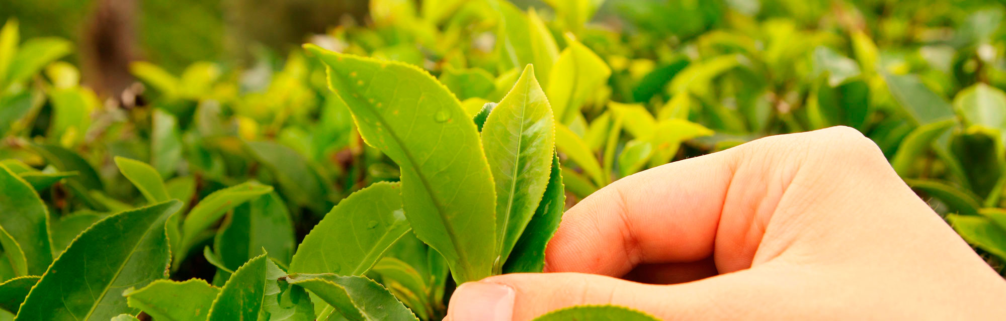 Sustainability - Desktop