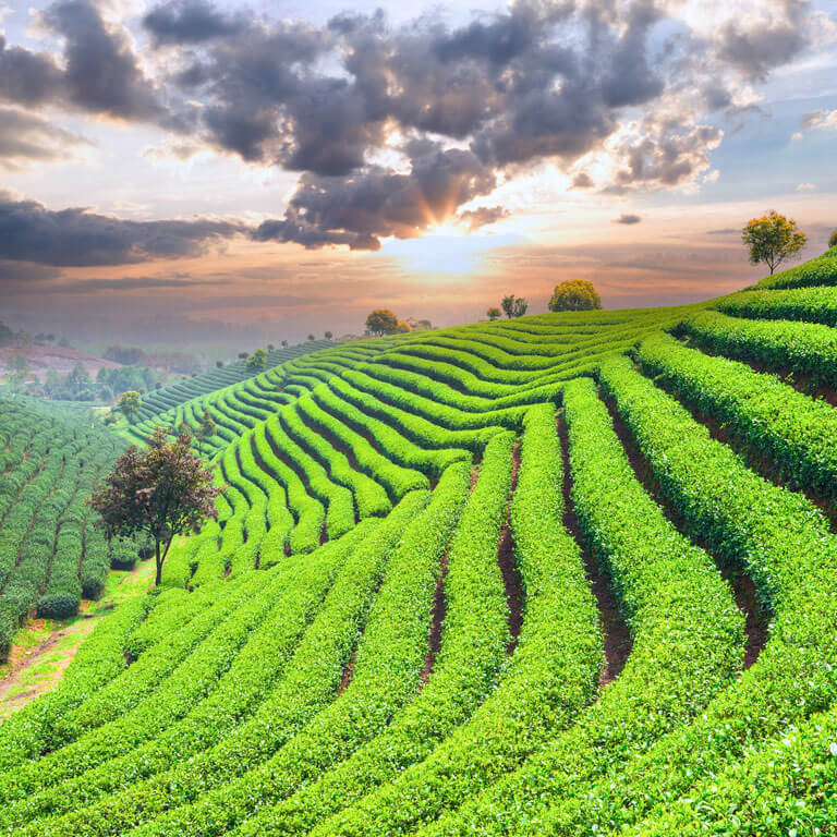 Tea Basics - Mobile