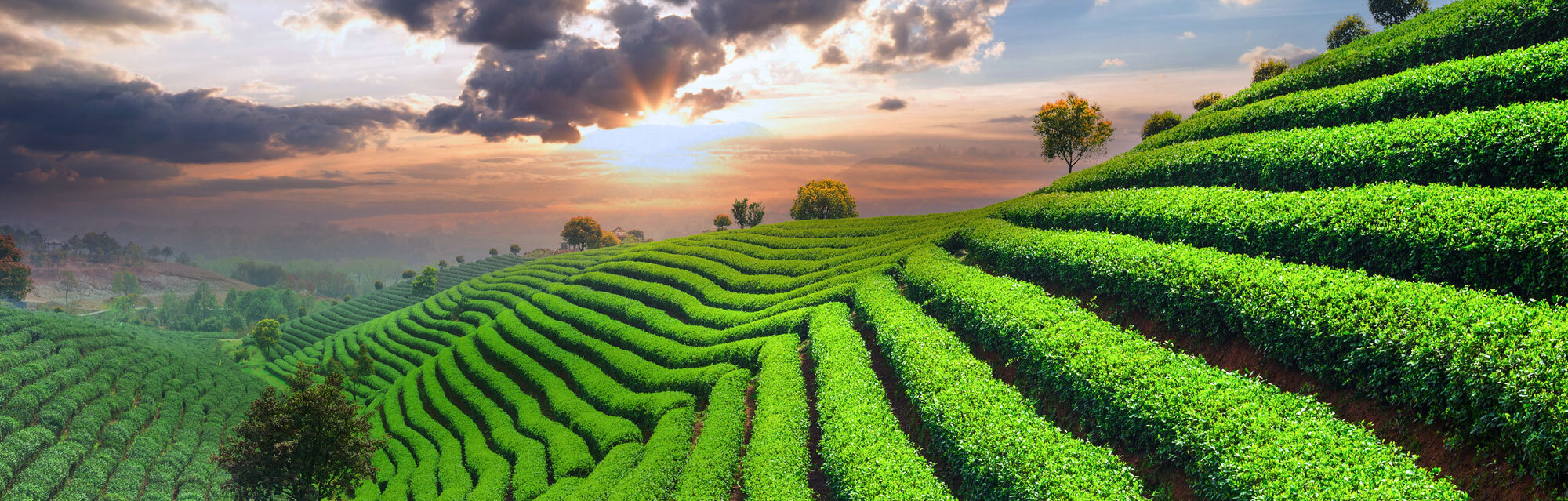 Tea Plantations - Desktop